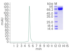 Purity: ≥ 95 % by SDS-PAGE and ≥ 85 % SEC-HPLC.