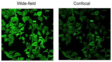 CellVoyager CQ3000: Fast, high-resolution 3D imaging for cell culture