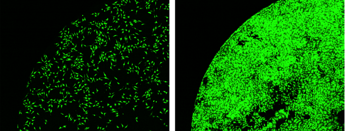 Left: Before incubation. Right: After 68 hours of incubation