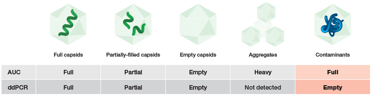 With ddPCR technology, only ITR-2 is detected, not contaminants, ensuring accurate categorization of full capsids. Analytical ultracentrifugation (AUC) differentiates empty and full capsids by mass, whereas the ddPCR method is specific to capsid content. Content-blind methods like AUC overestimate the number of therapeutic capsids by counting contaminants as full. As shown, capsids containing residual plasmid DNA are categorized full by AUC but negative by the ddPCR method. Additional residual DNA from host cell DNA may account for further differences