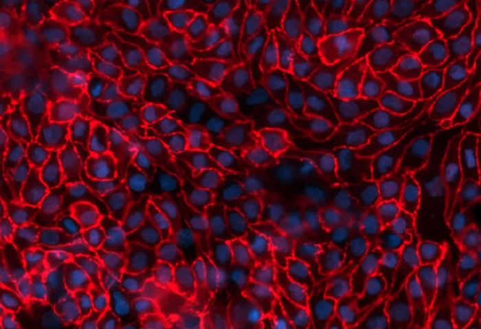 Zo-1 Immunocytochemistry staining of PTCs (red) and Hoescht nuclear staining