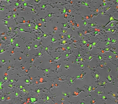 Apoptosis and Cytotoxicity