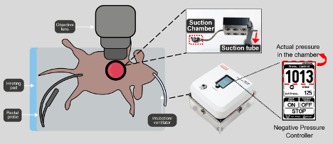 Live animal IVM system