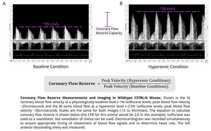 Mouse - Coronary Flow Reserve Imaging.