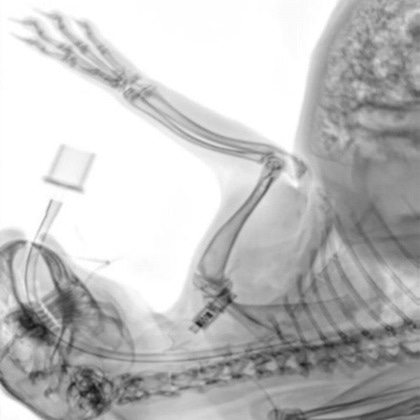 iNSiGHT DXA for preclinical research