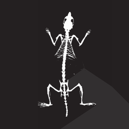 Bone Mineral Density Image - Rat