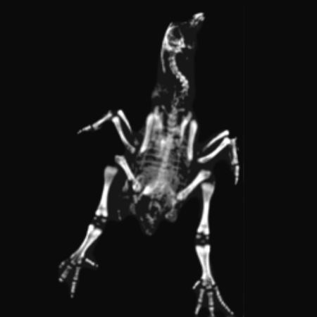 Chicken Bone Mineral Density