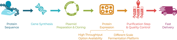 Fast and reliable E. coli protein services by BacPower™