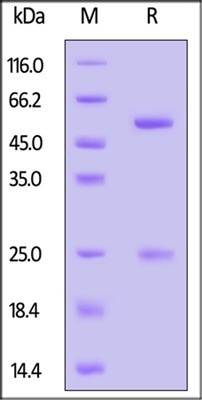 GMP-grade monoclonal anti-human CD3 antibody