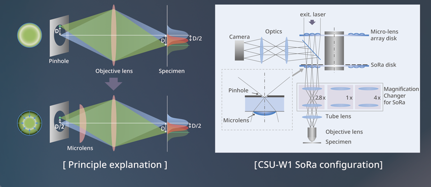 Live cell imaging with the CSU-W1 SoRa confocal scanner