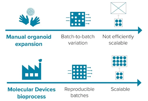 3D Organoid Expansion Service