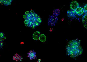 Highly reproducible 3D ready organoids