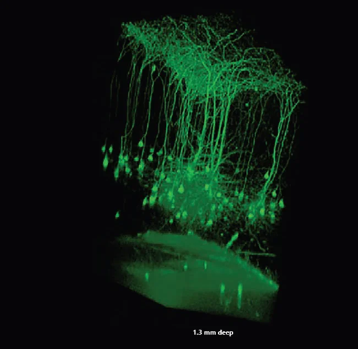 3D-view of pyramidal cells in layer 5. Data collected in one-month-old transgenic Thy1-YFP-H line mouse through a glass-covered cranial window. Data courtesy of Guang Yang, School of Medicine, New York University, New York
