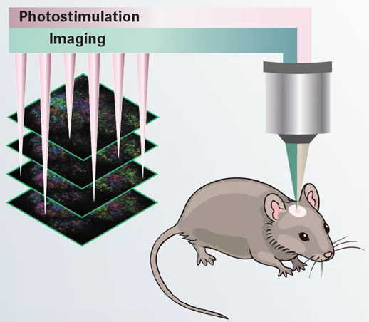 Illustration of 3D simultaneous photostimulation and imaging in vivo experiment