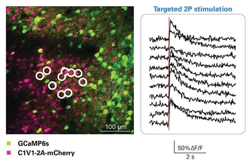 Optical stimulation of circled cells with Neuralight 3D. 3D hologram of points was created which was then spirally scanned over neuronal cell bodies. Data Courtesy of Adam Packer, Lloyd Russell, Henry Dalgleish, Michael Häusser’s lab, UCL, London