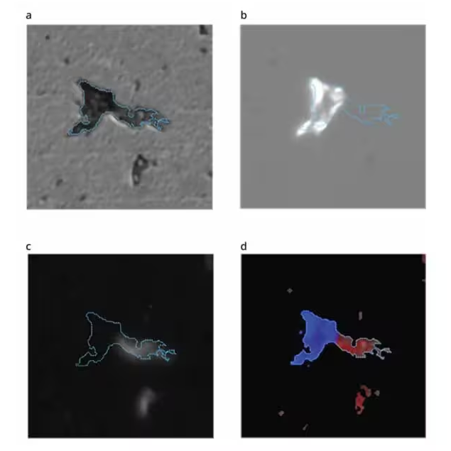 (a) Brightfield image (b) SIMI image (c) Fluorescence image (d) Combined SIMI and fluorescence image