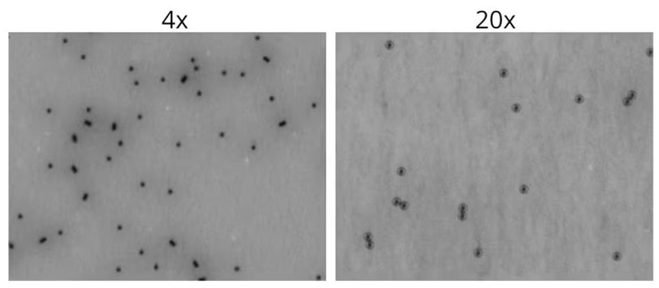 Quickly differentiate and enumerate cells versus Dynabeads™, quantify polysorbate degradation, and more.