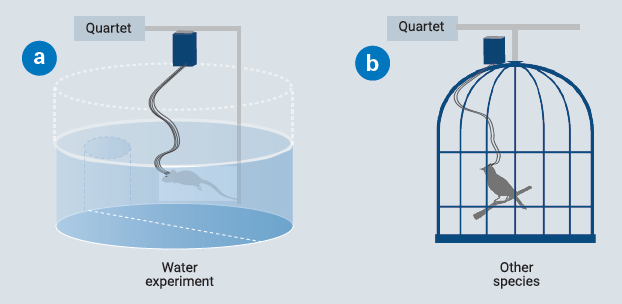 Diverse behavioral paradigms and animal models are now enabled with the Quartet system. a) Morris maze; and b) Multi-site zebra finch experiment.