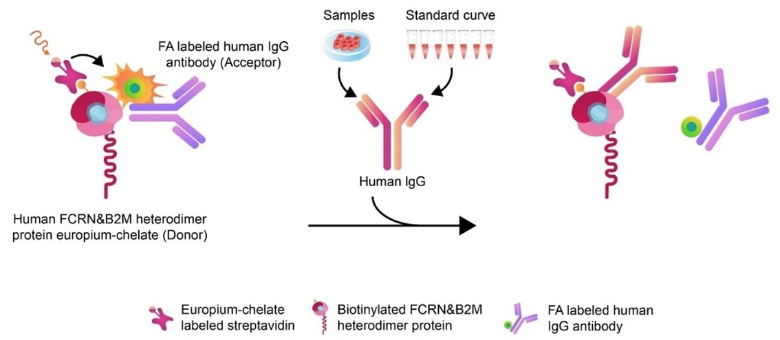 A informative poster showing the proteins activity.