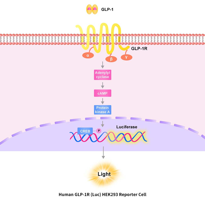 ACROBiosystems image of the activity of the anti TSLP-R and anti TSLP anitbodies and their movement.