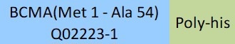 Molecular characerization: Poly-his, BCMA(Met 1 - Ala 54) Q02223-1