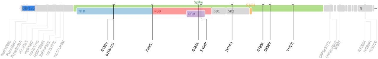 Mutation overview in B.1.1.523 lineage. Several other mutations have been observed in the spike-protein sequence of B1.1.523 variant, including E156V, F306L, D614G, E780A, D839V and T1027I.