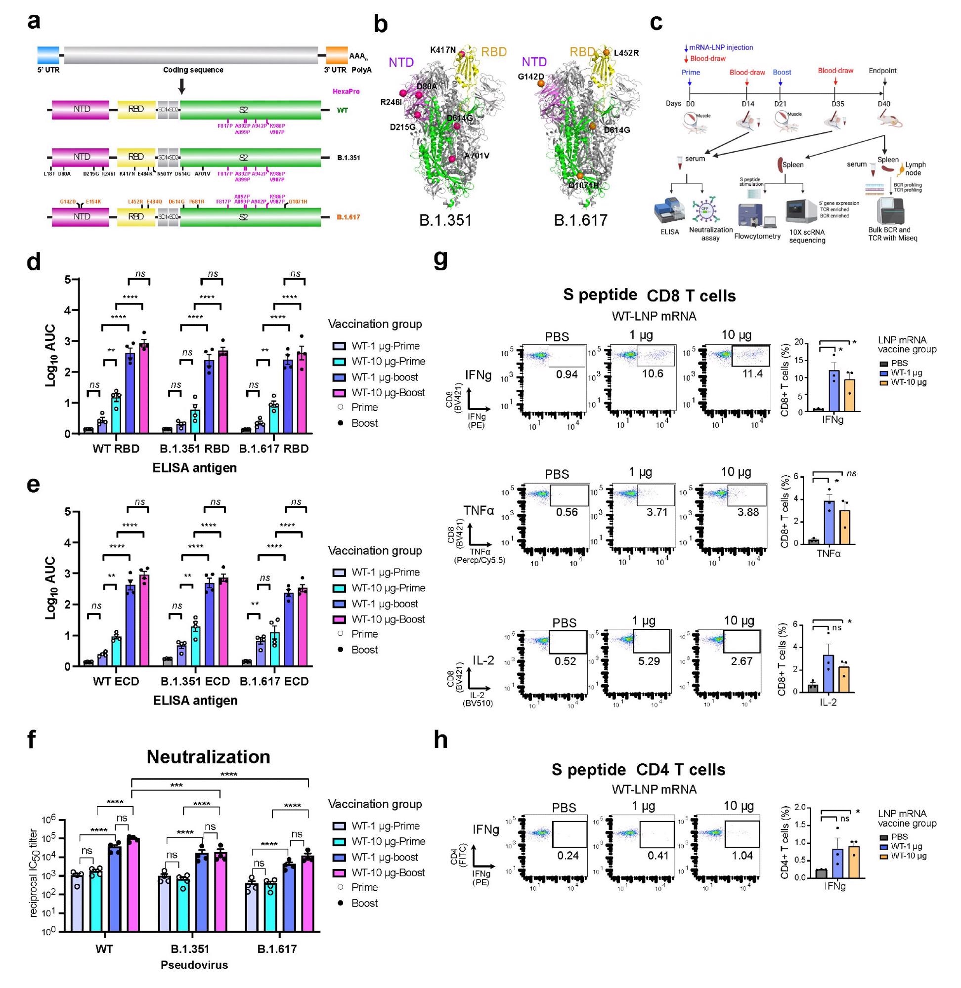 Overview of the primary experimental design, and the B and T cell responses induced by WT3 LNP-mRNA vaccination against SARS-CoV-2 WT, B.1.351 and B.1.617 spikes in mice. a, Schematic of the designs of three variant-specific LNP-mRNA vaccine candidates. Functional elements were shown in the spike mRNA and translated protein of SARS-CoV-2 WT, B.1.351 and B.1.617 spikes, including protein domains, HexaPro and variant-specific mutations. b, 3D structure highlighting certain variant-specific mutations in B.1.351 and B.1.617 spikes. Distribution of mutations of B.1.351 and B.1.617 were shown in the structure of SARS-CoV-2 (PDB: 6VSB). Mutations of B.1.351 and B.1.617 were shown as spheres, except for those in the unstructured loop regions. Certain mutations were not visible in the structure as they fall into floppy regions of spike. c, Schematic of overall design of primary experiments. Six- to 8-week-old C57BL/6Ncr mice (B.1.351-LNP12 mRNA (top) and B.1.617-LNP-mRNA, n = 6 mice per group; WT-LNP-mRNA, n = 4 mice; PBS, n = 9) received 1 or 10 µg of WT-LNP mRNA, B.1.351-LNP-mRNA or B.1.617-LNP-mRNA via the intramuscular route on day 0 (Prime) and day 21 (Boost). Blood was collected twice, two weeks post prime and boost. The binding and pseudovirus-neutralizing antibody responses induced by LNP-mRNA were evaluated by ELISA and neutralization assay. Mice were euthanized at day 40. The spleen, lymph node and blood samples were collected to analyze immune responses in by flow cytometry, bulk BCR and TCR profiling and single cell profiling. d-e, Serum ELISA titers of WT-LNP mRNA vaccinated animals (n = 4). Serum antibody titer as area under curve (AUC) of log10-transformed curve (1og10 AUC) to spike RBDs (d) and ECDs (e) of SARS-CoV-2 WT, B.1.351 and B.1.617. Two-way ANOVA with Tukey