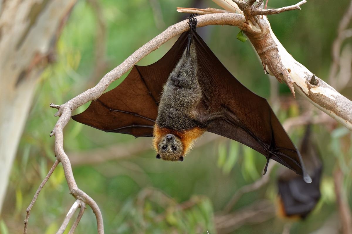 Study: Nipah virus outbreak in Kerala state, India amidst of COVID-19 pandemic. Image Credit: Michal Pesata/Shutterstock