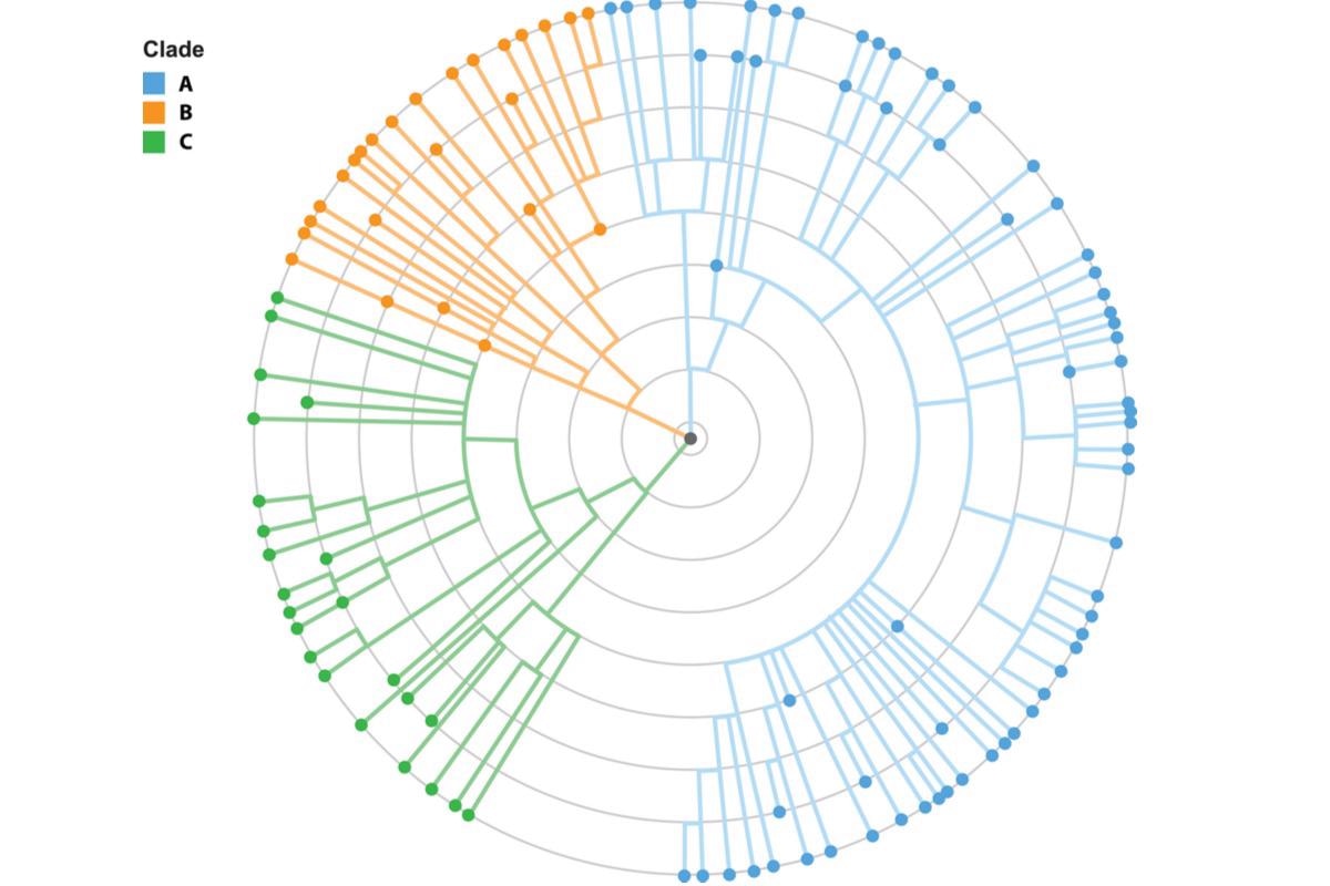 Study: ClusTRace, a bioinformatic pipeline for analyzing clusters in virus phylogenies. Image Credit: M. PATTHAWEE/Shutterstock
