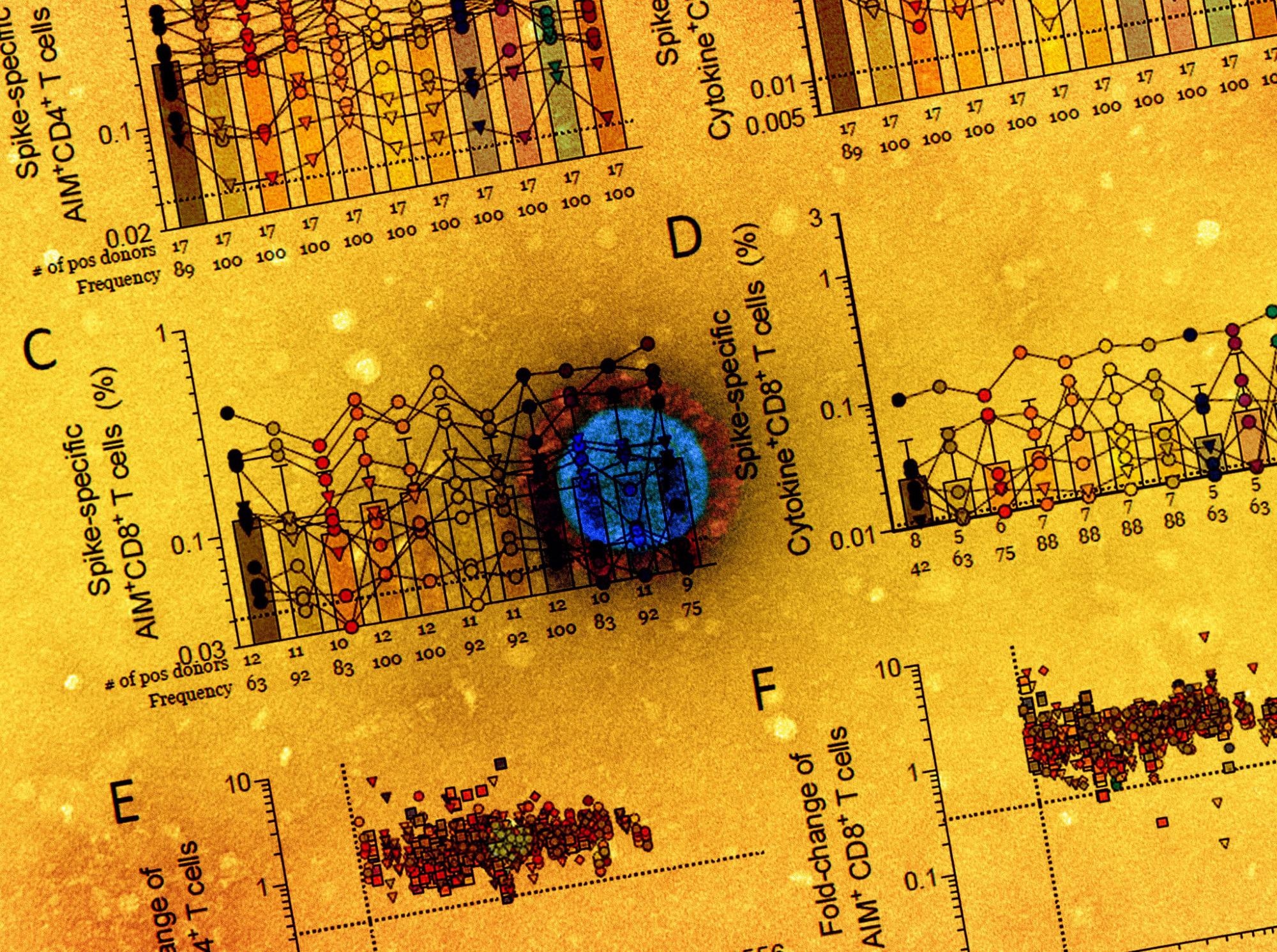 Study: SARS-CoV-2 vaccination induces immunological memory able to cross-recognize variants from Alpha to Omicron. Image Credit: NIAID
