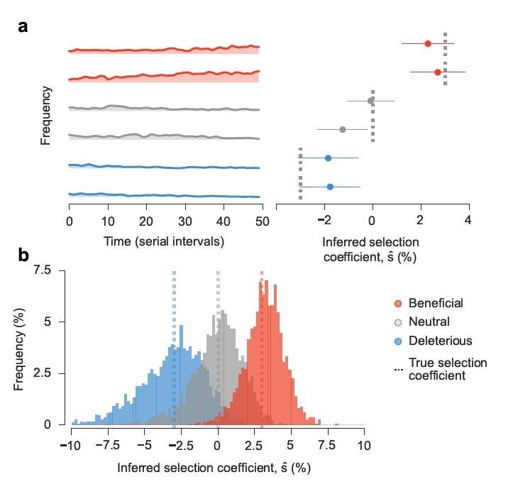 Approach accurately estimates transmission effects of mutations in simulations. Simulated epidemiological dynamics beginning with a mixed population containing variants with beneficial, neutral, and deleterious mutations. a, Selection coefficients for individual SNVs, shown as mean values ± one theoretical s.d., can be accurately inferred from stochastic dynamics in a typical simulation (Methods). b, Extensive tests on 1,000 replicate simulations with identical parameters show that inferred selection coefficients are centered around their true values. Deleterious coefficients are slightly more challenging to accurately infer due to their low frequencies in data. Simulation parameters. The initial population is a mixture of two variants with beneficial SNVs (s = 0.03), two with neutral SNVs (s=0), and two with deleterious SNVs (s=−0.03). The number of newly infected individuals per serial interval rises rapidly from 6,000 to around 10,000 and stays nearly constant thereafter. Dispersion parameter k is fixed at 0.1.