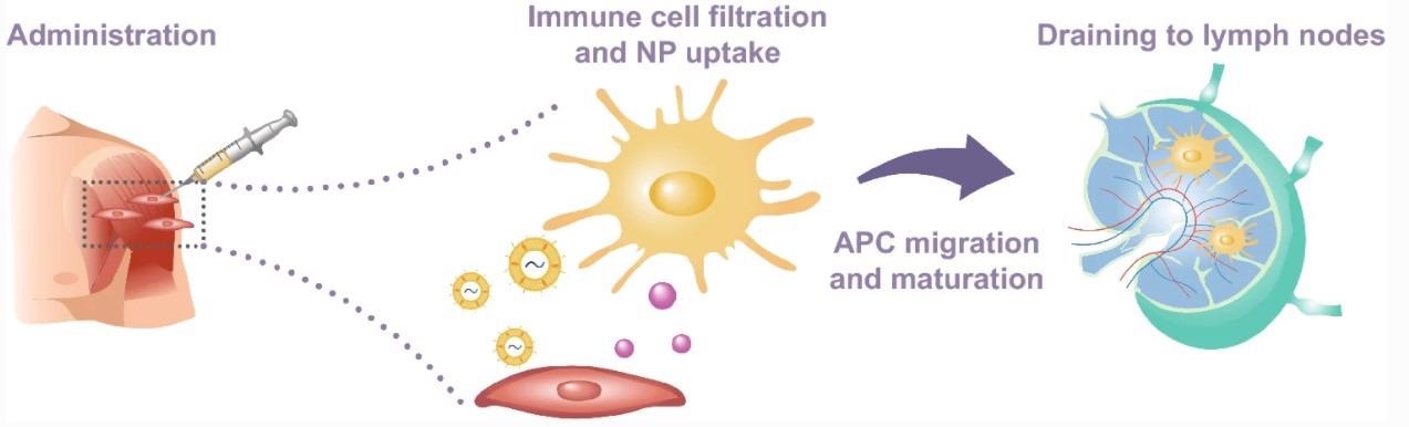 Schematic representation of vaccine administration, nanoparticle uptake by immature APCs, and subsequent migration to lymph nodes through the lymphatic system