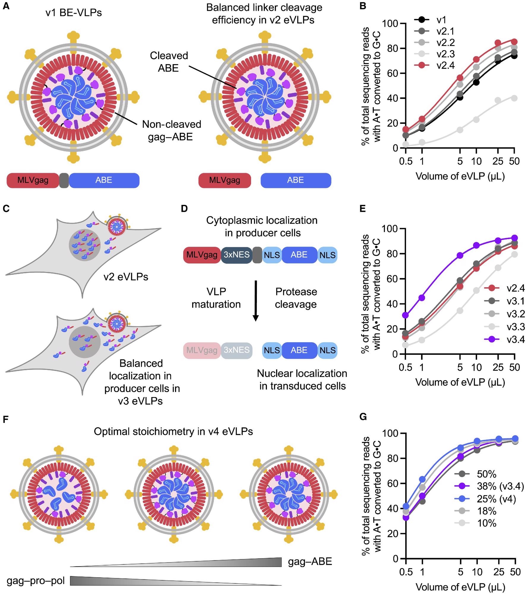 Identifying and engineering solutions to bottlenecks that limit VLP potency results in v2, v3, and v4 eVLPs (A) More efficient linker cleavage leads to improved cargo release after VLP maturation. (B) Adenine base editing efficiencies of v1 and v2 BE-eVLPs at position A7 of the BCL11A enhancer site in HEK293T cells. (C) Improved localization of cargo in producer cells leads to more efficient incorporation into eVLPs. (D) Installing a 3xNES motif upstream of the cleavable linker encourages cytoplasmic localization of gag–3xNES–cargo in producer cells but nuclear localization of free ABE cargo in transduced cells. (E) Adenine base editing efficiencies of v2.4 and v3 BE-eVLPs at position A7 of the BCL11A enhancer site in HEK293T cells. (F) The optimal gag–cargo:gag–pro–pol stoichiometry balances the amount of cargo protein per particle with the amount of MMLV protease required for efficient particle maturation. (G) Adenine base editing efficiencies of v3.4 eVLPs with different gag–ABE:gag–pro–pol stoichiometries at position A7 of the BCL11A enhancer site in HEK293T cells. Legend denotes % gag–ABE plasmid of the total amount of gag–ABE and gag–pro-pol plasmids. (B, E, and G) Values and error bars reflect mean ± SEM of n = 3 biological replicates. Data were fitted to four-parameter logistic curves using nonlinear regression.  In vitro assessment