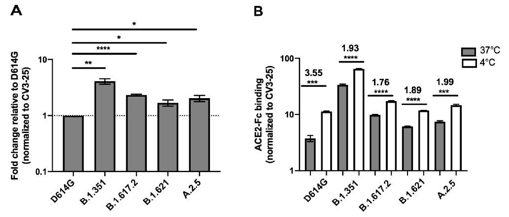Spike glycoproteins interaction with ACE2. HEK 293T cells were transfected with the indicated SARS-CoV-2 Spike variants. 48 h post-transfection, cells were stained with ACE2-Fc or with CV3-25 Ab and analyzed by flow cytometry. ACE2-Fc binding to the different full Spike variants is presented as a ratio of ACE2 binding of D614G Spike (A). The graph represented ACE2-Fc binding to the different full Spike variants at 37 °C and 4 °C (B). For each Spike variant, statistical significance and fold changes of ACE2 binding at 4 °C vs. 37 °C is indicated in (B). ACE2-Fc binding was normalized to CV3-25 binding in each experiment and at each indicated temperature. Error bars indicate means ± SEM. Statistical significance was performed using Mann–Whitney U test (* p < 0.05; ** p < 0.01; *** p < 0.001; **** p < 0.0001).