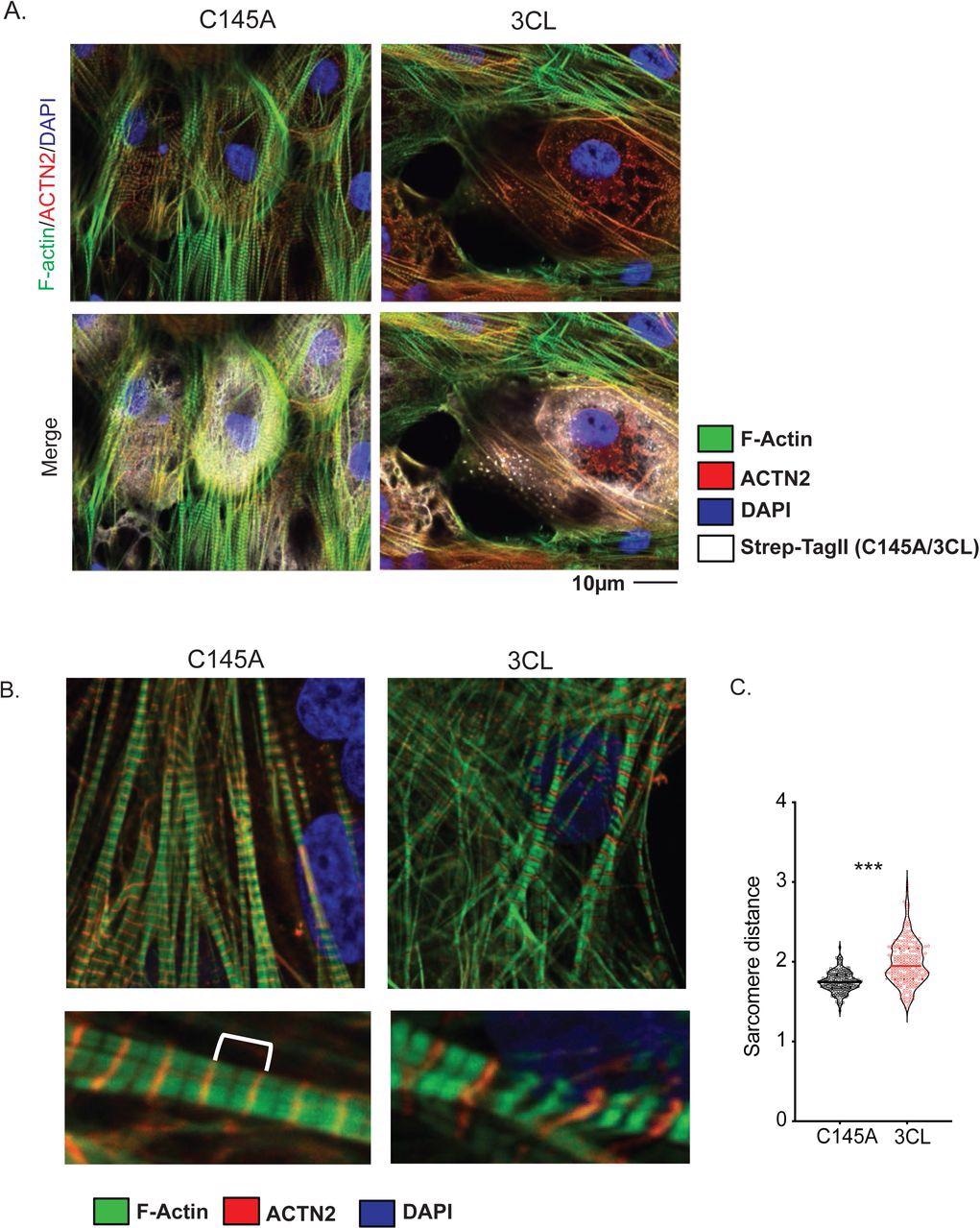A) Sarcomere breakdown with overexpression of 3CLPro. hiPSC-CMs transduced with adenovirus overexpressing Strep-Tagged 3CLPro or catalytically inactive C145A control for 48h. Staining shows alpha-actinin (ACTN2), F-actin (phalloidin), and Strep-Tag. DAPI counterstain. B) Increased sarcomere length with overexpression of 3CLPro. Sarcomeres are stained with ACTN2 to mark Z-disks. An example image of sarcomeres with increased distance. C) Quantification of sarcomere distance. Sarcomere lengths (Z-disk to Z-disk length, as stained by ACTN2) were quantified for ∼200 sarcomeres (N=2/3 independent experiments? or only 1 exp with 200 sarcomeres?). Statistics shown by Student’s t-test (*** p = XXX). For all statistics shown, * = p ≤ 0.05 , ** p ≤ 0.01, ***p ≤ 0.001, **** = p ≤ 0.00001