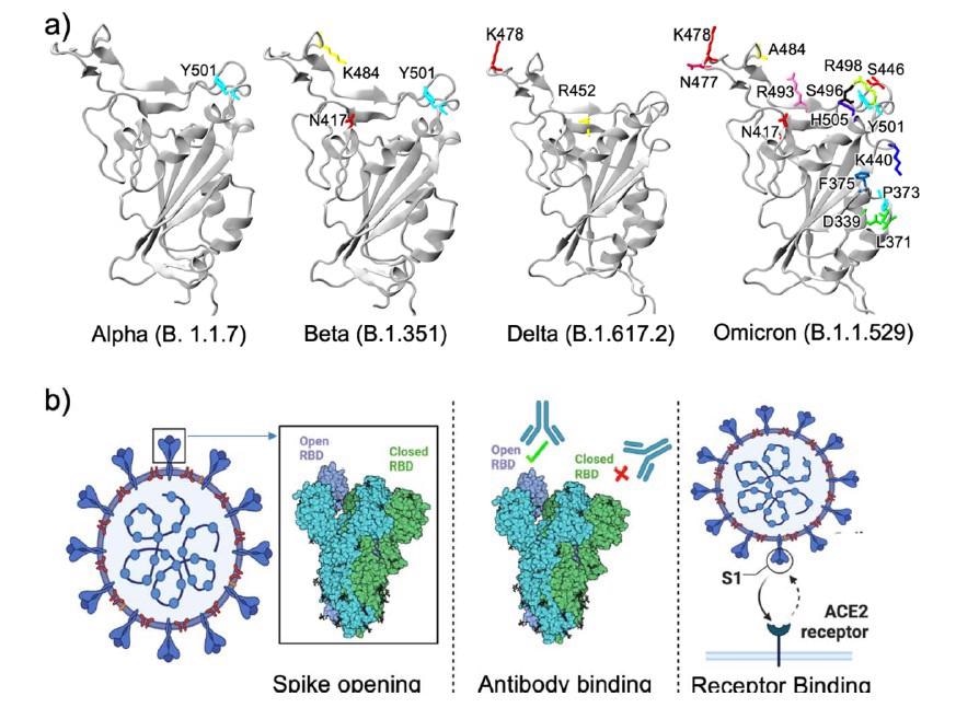 RBD structures of different variants. While Alpha, Beta, and Delta variants have less than three mutations in the RBD, Omicron has a remarkably large number of mutations. b) Three different ways RBD mutations may contribute to the high transmissibility of a variant (Created with BioRender.com).