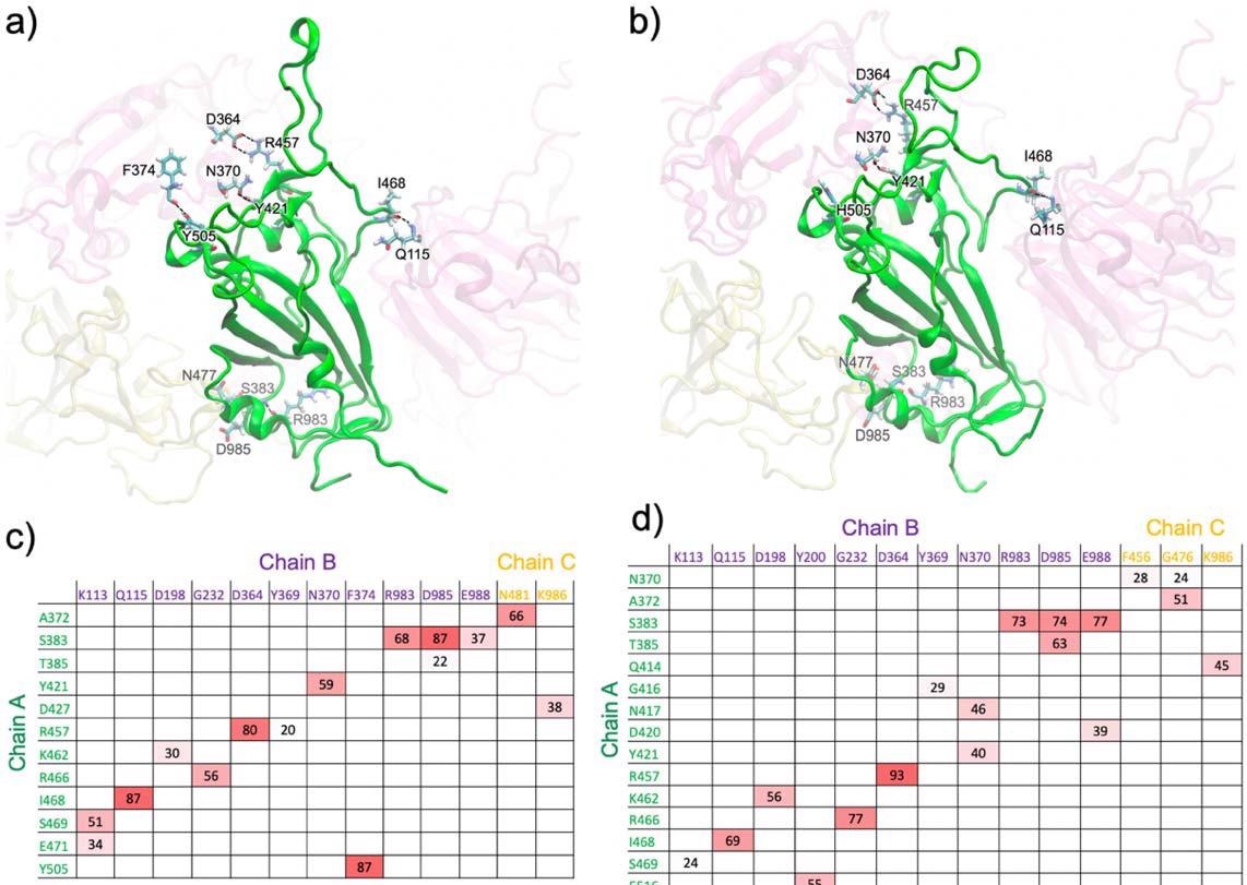 Major hydrogen bonds formed between the RBD of chain A (green) and the surrounding domains in the closed-form spike trimer for a) WT and b) Omicron. Additional interactions are shown in Fig. S1 (from different views). Hydrogen-bond pairs and % occupancies for the c) WT and d) Omicron, with the color scale from red (maximum) to white (minimum).