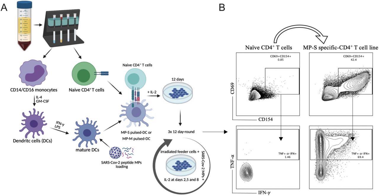 SARS-Cov-2 antigen-specific CD4+ T-cell line generation from healthy donor PBMC. Panel A demonstrates the methodology used for the generation of the various TCLs beginning with healthy donor naive T-cells and driven by SARS-Cov-2 structural spike (S) and membrane (M) protein-based peptide megapools. Panel B shows a representative flow cytometric analysis of MP-S-specific CD4+ TCLs expressing CD69+CD154+ in comparison with their respective naïve CD4+ T cells. Moreover, upon stimulation with their respective MPs, the vast majority of CD69+CD154+ MP-S specific-CD4+ T cell lines were either IFN-y+ or TNF-a+.