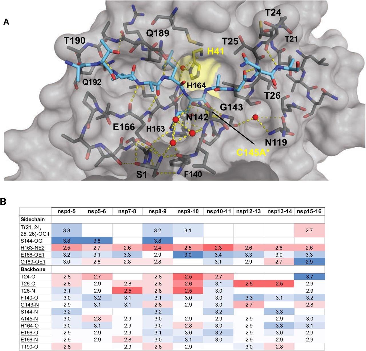 Intermolecular hydrogen bonds in Mpro substrate cocrystal structures. (A) Hydrogen bonds between bound nsp9-nsp10 substrate and Mpro. The substrate peptide is depicted as cyan sticks and the protease is in gray surface representation with the catalytic dyad colored yellow. Yellow dashed lines indicate hydrogen bonds (thicker lines for stronger bonds with distance less than 3.5 Å) and red spheres denote conserved water molecules. Serl depicted as sticks belongs to the other monomer (shown in darker gray). (B) Hydrogen bonds that are conserved in three or more substrate complexes, underlined completely conserved, top interacting with Mpro sidechains and bottom with Mpro backbone atoms, color coded by the closeness of the hydrogen bond.