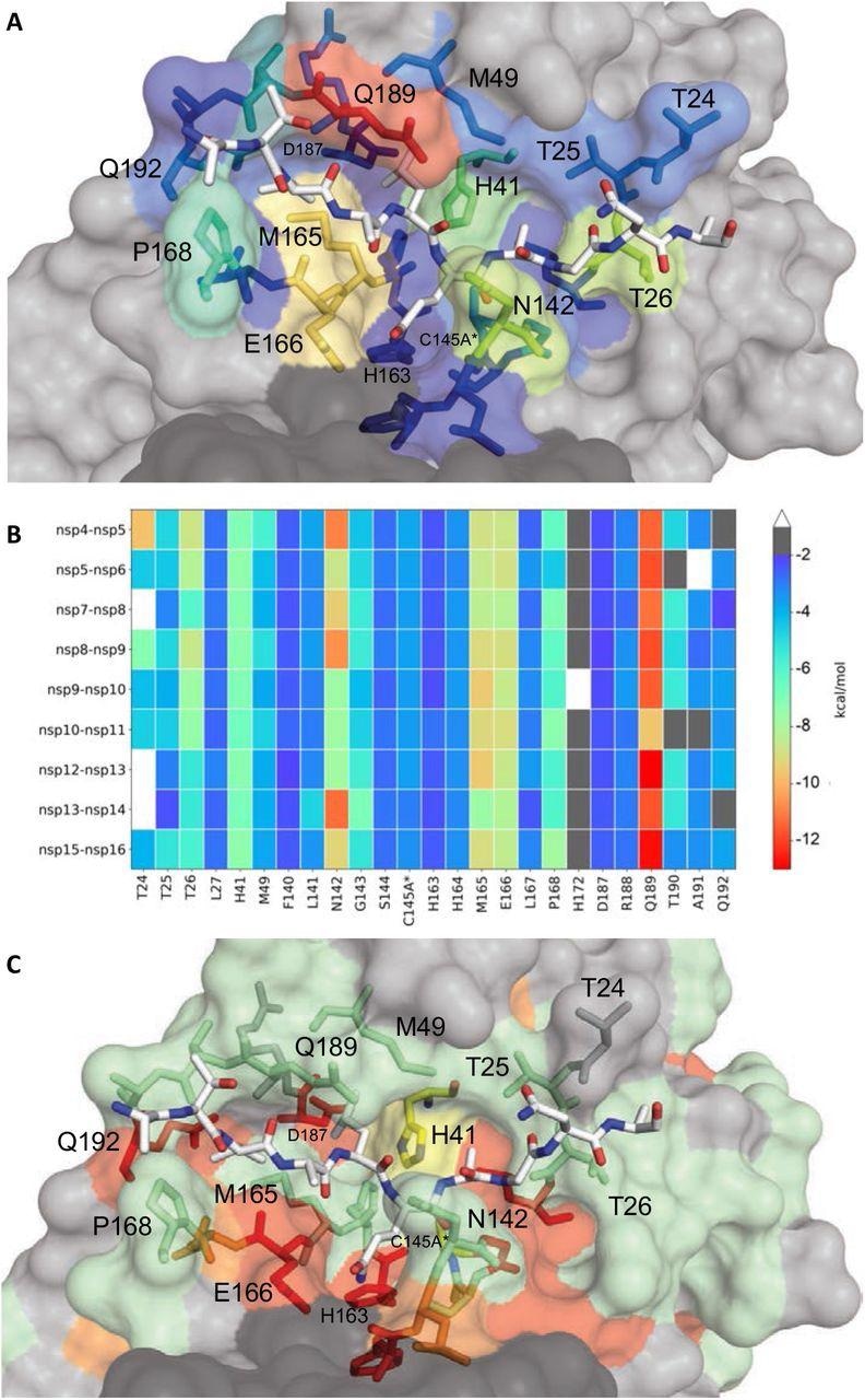 Extent of substrate interactions and conservation of Mpro surface residues. (A) Close-up view of the nsp9-nsp10 substrate bound to Mpro active site in the cocrystal structure where the substrate peptide is depicted as white sticks and the protease is in surface representation. The protease residues are colored according to the extent of van der Waals interactions with the substrate, with warmer colors indicating more interaction. (B) Conservation of substrate-protease van der Waals interactions among the 9 cocrystal structures determined. Heat map coloring by extent of van der Waals contact by residue. (C) Amino acid sequence conservation of Mpro between 7 (Figure S4) coronaviral species depicted on the structure where surface residues conserved in all 7 (red), 5-6 (orange), 3-4 (green) and less than 3 (highly variable; gray) sequences are indicated by color.