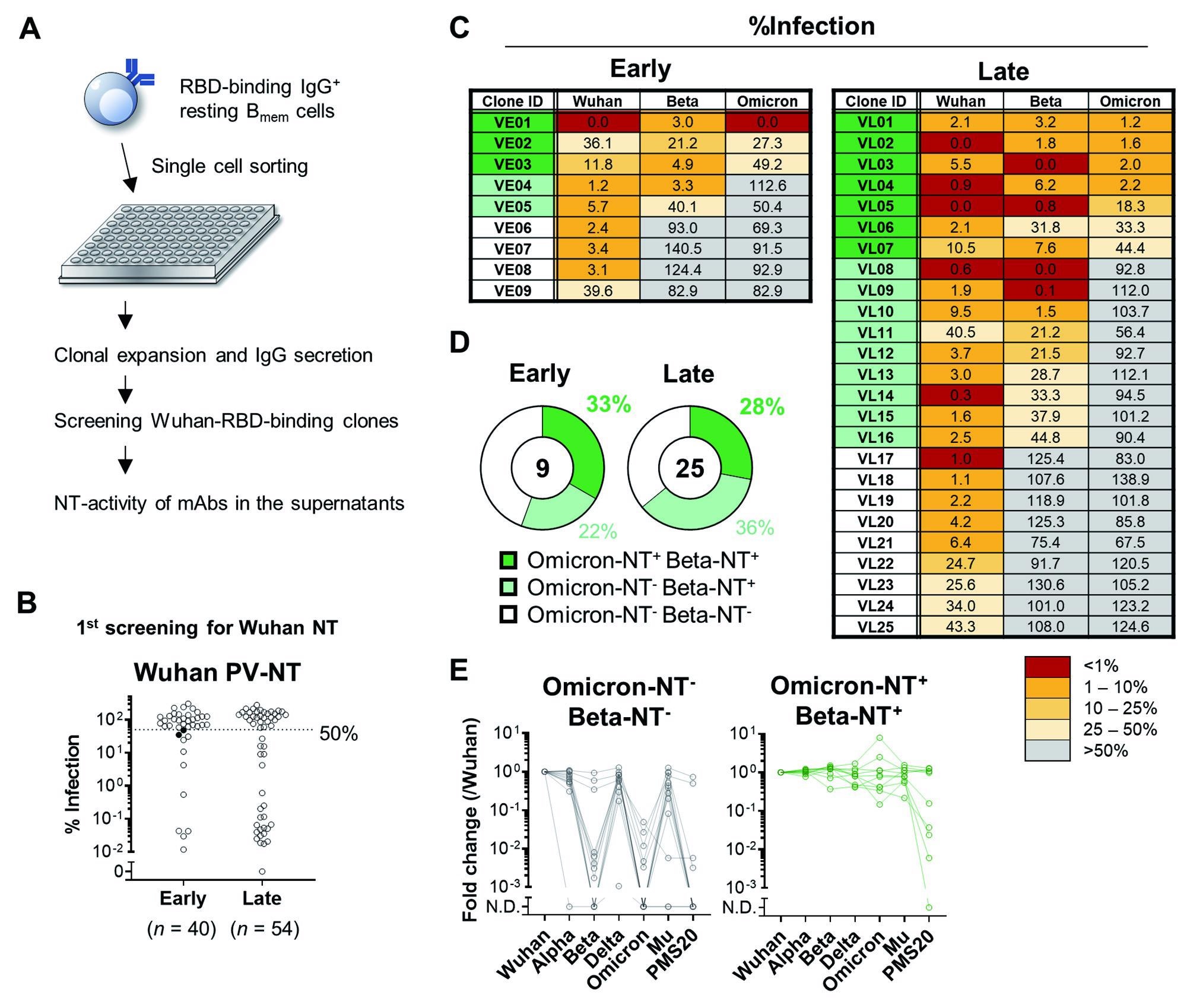 The broadly-neutralizing activity of Bmem-derived monoclonal antibody.(A) Schematic diagram of the experimental workflow for assessing the neutralizing (NT) activity of monoclonal antibodies expressed by Bmem cells. In total, 229 monoclonal B cells were expanded and secreted >10 ng/mL IgG in the supernatants. Of those, 94 clones bound the Wuhan RBD in ELISA and were further tested for NT activities to the Wuhan pseudovirus. (B) NT activities of individual monoclonal antibodies at the first screening were plotted as percent infection calculated as the signals detected by individual antibodies out of those without antibodies. The antibodies with less than 50% of values were considered positive for neutralizing activities. The two filled dots were excluded as the mean of three independent experiments exceeded 50% of the cut-off value. (C) Mean % infection of monoclonal antibody clones from early (n = 9) and late (n = 25) time points of three independent experiments were indicated. (D) Pie charts represent the ratios of monoclonal antibody clones with Beta- and Omicron-neutralizing activity. (E) The binding breadth of monoclonal antibody clones listed in (C) was quantified with ECLIA. Signals to each RBD were normalized to those of reference antibody and fold changes to Wuhan RBD were calculated. Clones neutralizing Wuhan-only (Omicron-NT- Beta-NT-, n = 13) and Wuhan/Beta/Omicron (Omicron-NT+ Beta-NT+, n = 10) were plotted separately.