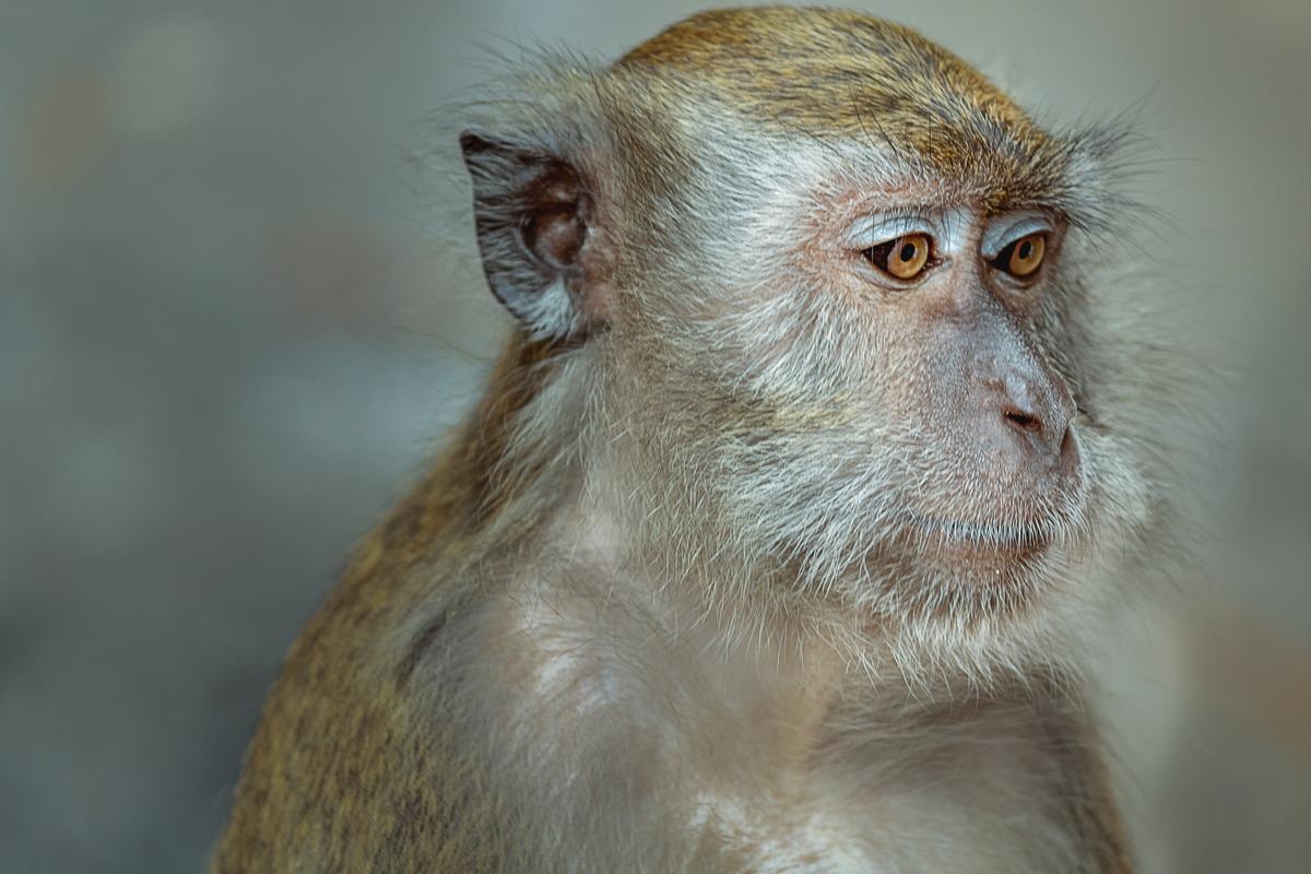 Study: Vaccine Protection Against the SARS-CoV-2 Omicron Variant in Macaques. Image Credit: Fayeem/Shutterstock