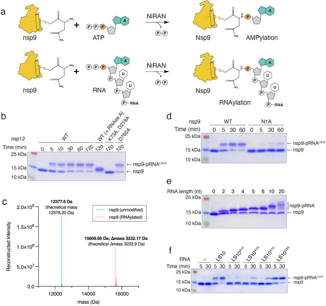 The NiRAN domain RNAylates nsp9. a. Schematic depicting the nsp9 AMPylation reaction (top) and the proposed nsp9 RNAylation reaction (bottom). b. Time-dependent incorporation of RNA into nsp9 by WT nsp12, the NiRAN mutant (K73A, D218A), or the polymerase mutant (D760A). Reaction products were analyzed by SDS-PAGE and Coomassie staining. Samples were also treated with RNAse A. c. Intact mass LC/MS spectra (overlayed) of unmodified nsp9 (cyan) or nsp9 after incubation with 5’-pppRNALS10 and WT nsp12 (pink). The theoretical and observed masses are shown in the insets. The △mass of 3233.17 Da corresponds to monophosphorylated RNALS10 (5’-pRNALS10). d. Time-dependent incorporation of 5’-pRNALS10 into nsp9 or the nsp9 N1A mutant. Reaction products were analyzed as in b. e. Incorporation of different lengths of 5’-pppRNAs into nsp9 by the NiRAN domain. Reaction products were analyzed as in b. f. Time-dependent incorporation of RNAs with substitutions in the first and second base into nsp9 by the NiRAN domain. Reaction products were analyzed as in b. Results shown are representative of at least 2 independent experiments.