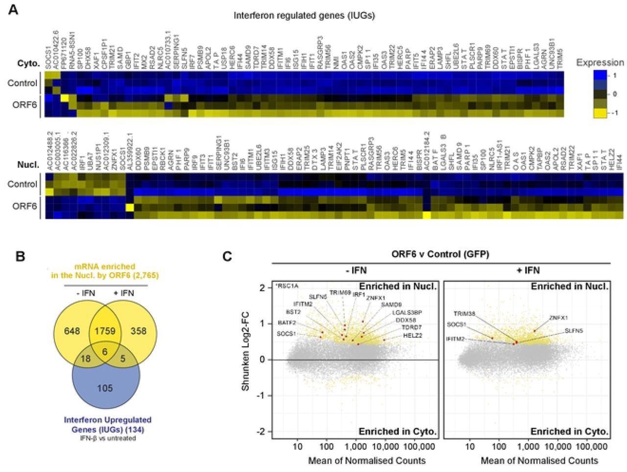 ORF6 inhibits the nuclear export of IFN-upregulated mRNA. Interferon upregulated genes (IUGs) were identified as mRNAs that were significantly upregulated after IFN treatment compared to untreated cells (see S5A Fig). These IUGs were then compared to the list of mRNAs that were significantly upregulated or downregulated by ORF6 compared to the GFP control (see S5E Fig), in either the Cyto (upper panel) or Nucl (lower panel) fractions. The heat maps show the relative Log2-Fold Change in IUG expression in cells expressing GFP (Control) or ORF6 after IFN treatment, for three biological repeats. Venn diagram showing the number of IUG mRNAs that were significantly enriched in the nucleus by ORF6 with and without IFN treatment. (C) The log2-fold change (Log2-FC) in mRNA abundance was calculated between the Nucl and Cyto fractions for both GFP and ORF6 expressing cells, without and with IFN treatment, as in Fig 3B, to determine which mRNA were specifically enriched by ORF6. The log-2FC was weighted against the adjusted p-value (shrunken Log2-FC) to show significantly enriched mRNA (yellow points). IUGs are highlighted in red and labelled.