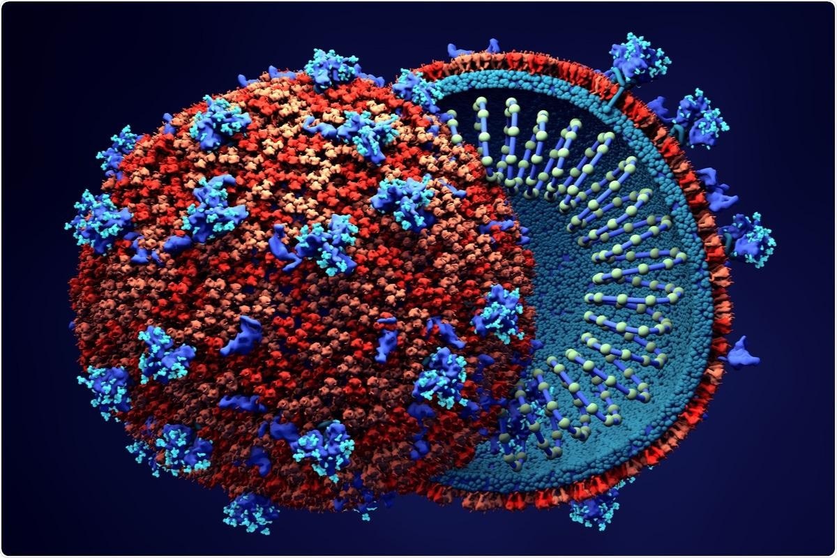 Study: SARS-CoV-2 ORF6 disrupts innate immune signalling by inhibiting cellular mRNA export. Image Credit: Design_Cells / Shutterstock