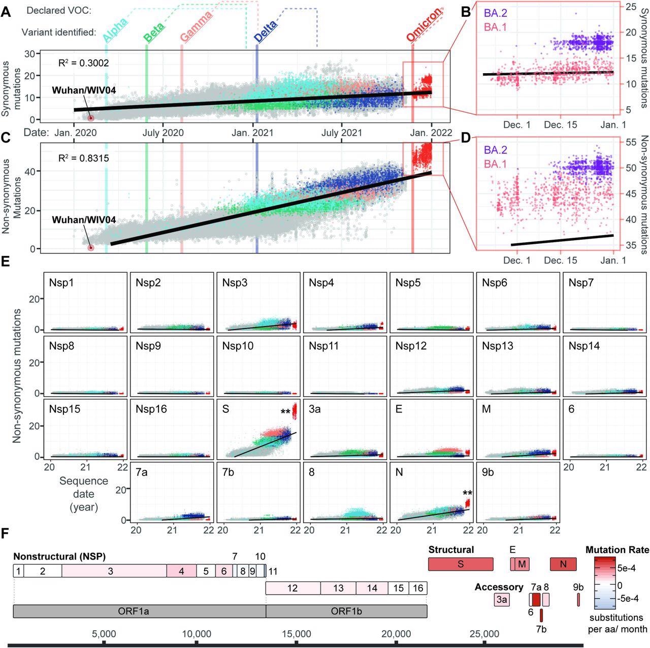 Evolution of SARS-CoV-2 and the emergence of new variants. A) Synonymous mutations in 83,204 genomes sampled from Dec 19, 2021, to Jan 14, 2022 (GISAID accessions available at: github.com/WiedenheftLab/Omicron). Variants of concern (VOC) are labeled in bold, with dates of the first sequence for each lineage shown as vertical lines through the graph. The time elapsed between first detection and VOC designation by the WHO is shown as dotted lines above the graph. Dots are colored similar to variant names, and grey circles represent non-VOC lineage genomes. A linear regression line is shown in black. Omicron genomes are <2.58 sigma from the mean, indicating that do not significantly deviate from the expected number of mutations. B) Inset from Panel A. Omicron is divided into two lineages, BA.1(red) and BA.2 (purple). Synonymous mutations are significantly different between these two lineages (T-test, p < 2e-16). C) Non-synonymous mutations in SARS-CoV-2 genomes are plotted as in panel A. Omicron variants deviate from the linear trendline (i.e., expected mutation rate) as the majority are >2.58 sigma from the mean (p < 0.01). D) Inset from Panel C. Non-synonymous in BA.1 (red) are significantly different from BA.2 (purple) (T-test, p < 2e-16). E) Non-synonymous mutations accumulated in SARS-CoV-2 proteins over time. Linear regression lines and variant colors are plotted as in panel A. Double-asterisks denote statistically significant (p < 0.01) increases in Omicron mutation rates for a given protein, compared to mutation counts predicted by linear regression analysis of non-Omicron sequences. F) Schematic depiction of SARS-CoV-2 protein-coding sequences, with each gene colored according to non-synonymous rates predicted in panel D that have been normalized to the length of each respective protein.