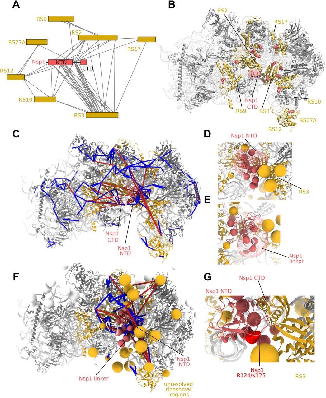Protein-protein interactions of the Nsp1 NTD. A) Interactors of Nsp1 by crosslinking-MS. The Nsp1 NTD and linker regions are observed in a large number of interactions with ribosomal S3 (uS3). B) 40S subunit (pdb 6zlw) proteins interacting with Nsp1 highlighted in gold. Residues showing crosslinks to Nsp1 are shown as spheres. C) Integrative modeling of Nsp1 NTD onto the 40S ribosome. The solution represents the centroid of the most populated cluster of models, with the Nsp1 NTD interacting with RS3. Crosslinks are mapped onto the complex. Satisfied crosslinks (<30Å) in blue, violated crosslinks are in red. The crosslinks show secondary populations where the Nsp1 NTD samples the other side of the cavity facing the mRNA entry site. D) Localization probability density of the Nsp1 NTD in the main cluster of models. Beads comprising the coarse-grained regions not present in the structure (Nsp1 linker, flexible ribosomal protein regions) are shown. E) Localization probability density for the Nsp1 linker region in the main cluster. The linker largely localizes at the bottom of RS3. F) Integrative modeling result with all coarse-grained regions displayed. All Nsp1 crosslinks are shown, including those to coarse-grained regions. G) In the main cluster of models, K125 is observed in close proximity to RS3.