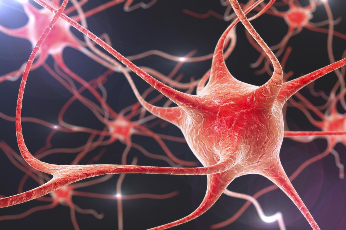 Image Credit: Kateryna Kon/Shutterstock.com