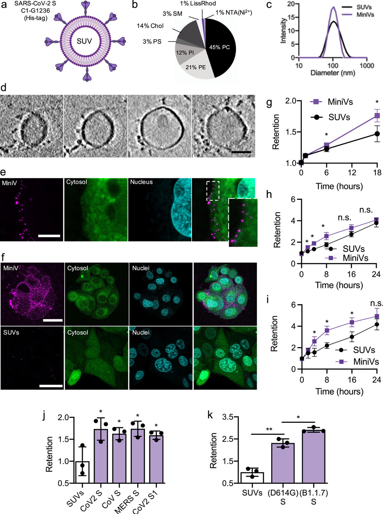 a Schematic illustration of MiniVs based on SUVs with SARS-CoV-2 S ectodomains, immobilized via their His-tag. b Lipid formulation of SUVs derived from the ERGIC with NTA-functionalized and fluorescent lipids. c MiniV and SUV size distribution analysis by dynamic light scattering. d Exemplary cryo-EM tomography slices of MiniVs with immobilized S on the membrane. Scale bar is 50 nm. e Representative confocal microscopy images, from two independent experiments, of MCF7 human epithelial cells incubated for 10 min with MiniVs, showing attachment of the MiniVs to the cells surface. Inset shows magnified area of attachment. Scale bar is 7 µm. f Maximal confocal microscopy z-projections of MCF7 human epithelial cells incubated for 18 h with MiniVs (top row) or with SUVs lacking S on the surface (bottom row). Scale bar is 40 µm. g–i Time-resolved retention assay of MiniVs and SUVs incubated with MCF7 (g), A549 (h), and HUVEC (i) cells. j SUV-normalized retention assay for MiniVs presenting different recombinant hCoV S variants incubated for 24 h with MCF7 cells. k Retention assay for MiniVs presenting SARS-CoV-2 D614G and B1.1.7 S variants incubated for 24 h with MCF7 human epithelial cells. Results in g–k are shown as mean ± SD from at least n = 3 biological replicates in each experimental condition, *p < 0.05, **p < 0.005, unpaired two-tailed t-test. Source data are provided as a Source Data file.