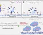 Role of SARS-CoV-2 S1 subunit in severe COVID-19